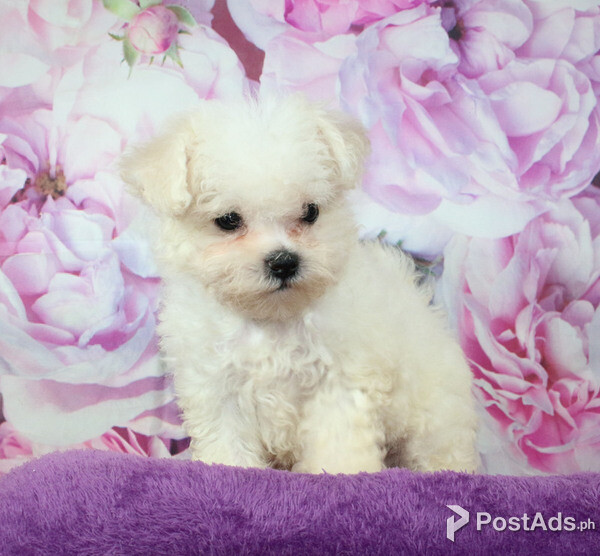 Bichon Frise Puppy Mini?
