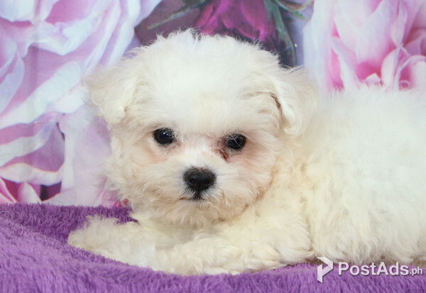 Potty Trained Bichon  Frise