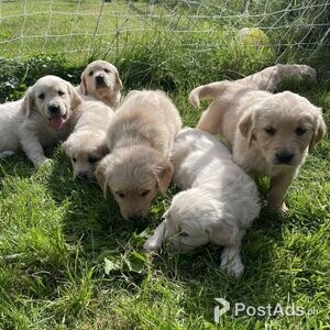 registered pedigree registered golden retriever puppies | PostAds PH