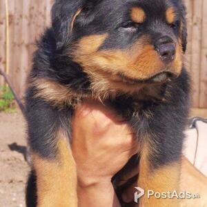 2 Beautiful Rottweiler puppies | PostAds PH