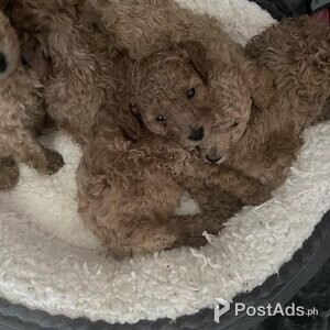 Pedigree deep red toy poodle boys | PostAds PH