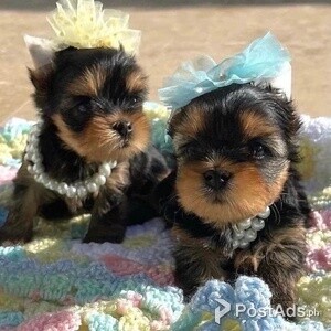 Teacup Yorkie Puppies For Adoption | PostAds PH