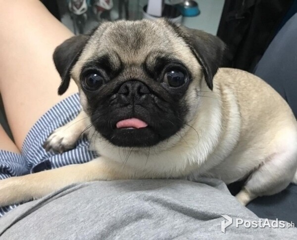 1 Beautiful Pug Puppies