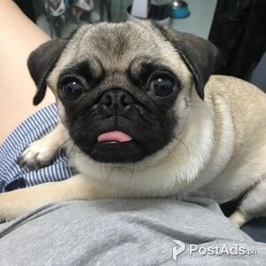 1 Beautiful Pug Puppies | PostAds PH