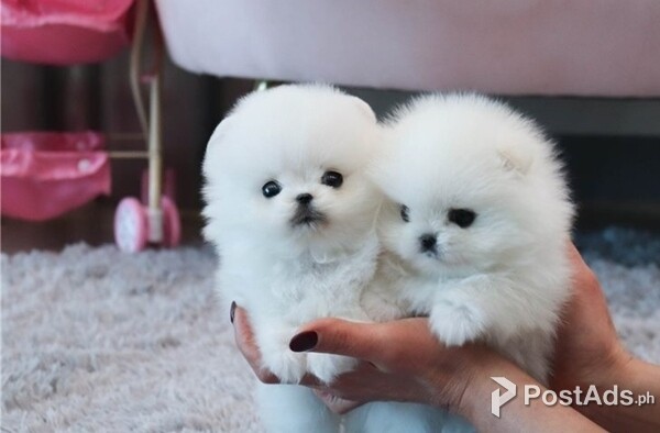 Beautiful* tiny t-cup pomeranian puppies for sale