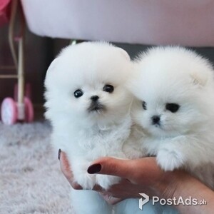 Beautiful* tiny t-cup pomeranian puppies for sale | PostAds PH