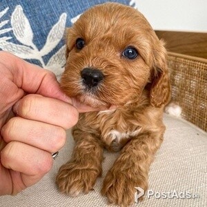 Cavapoo ready for new homes. | PostAds PH