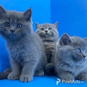 British short Hair Kittens Ready to go | PostAds PH
