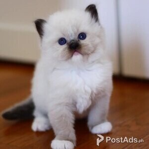 Blues Eyes Ragdoll kittens Ready to go | PostAds PH