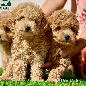 Poodle toy puppies Available | PostAds PH