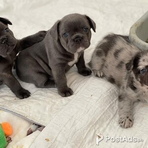 Gorgeous Frenchies puppies | PostAds PH