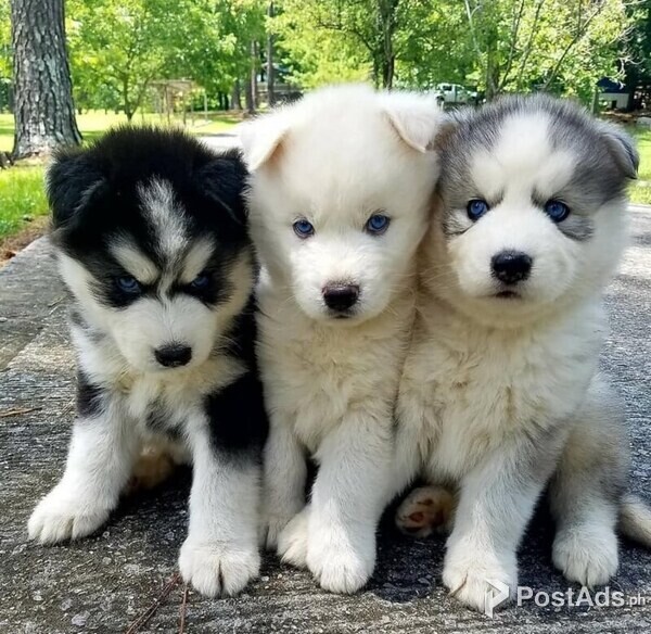 Sons of blue eyes