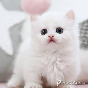 PCCI Adorable Munchkin Kittens! ❤️/ | PostAds PH