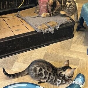 Bengal Kittens Rosetted | PostAds PH