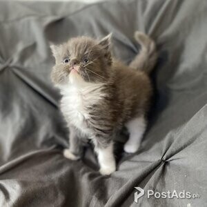 10 weeks old Maine Coon Kittens | PostAds PH
