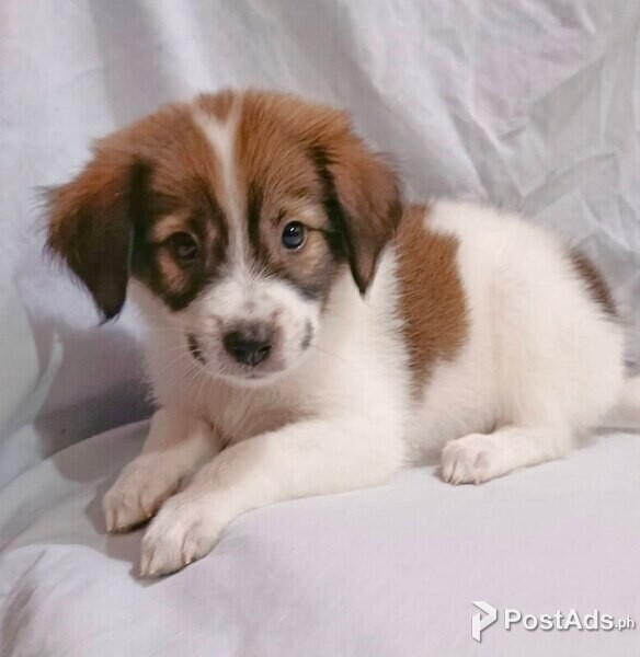 Shih tzu x Japanese spitz