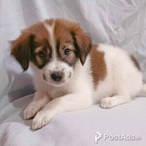 Shih tzu x Japanese spitz | PostAds PH
