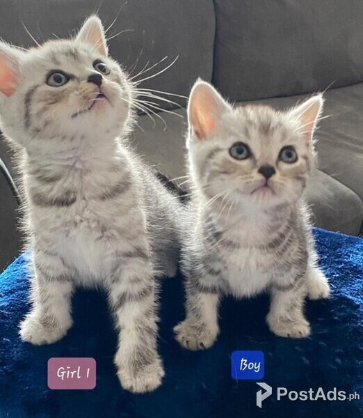 PCCI Scottish Fold Kittens 