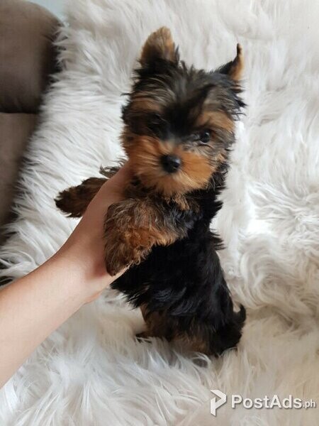 Gorgeous teacup Yorkie Puppy