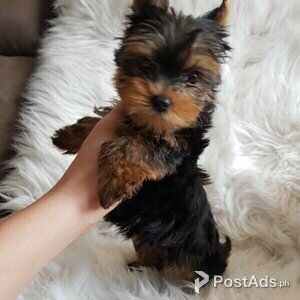 Gorgeous teacup Yorkie Puppy | PostAds PH