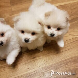 2 Male and 1 Female Pomeranian puppies | PostAds PH