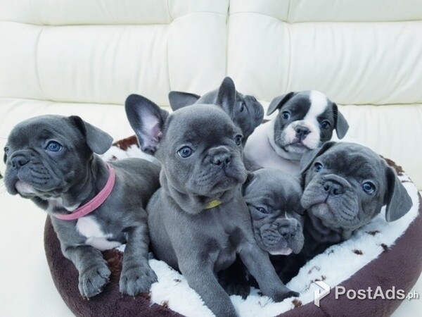 Well trained Blue French Bulldog puppies for new homes