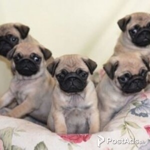 Fawn Pug puppies for sale | PostAds PH