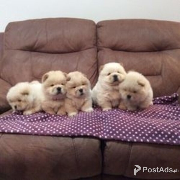 Fantastic Chow Chow Puppies