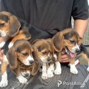 Stunning Beagle Puppies | PostAds PH