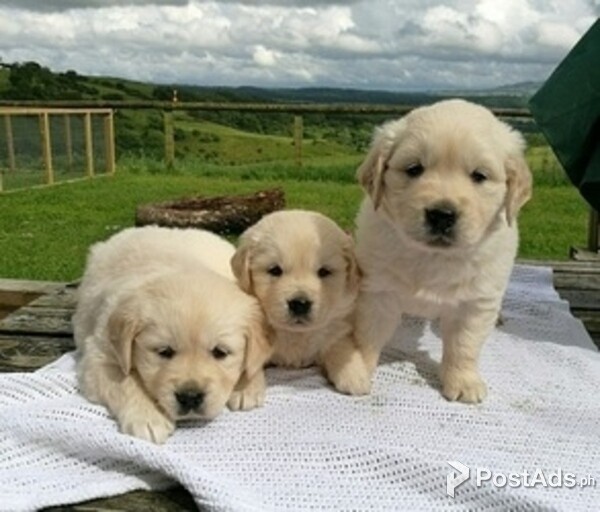Gorgeous Golden Retriever puppies available