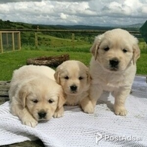 Gorgeous Golden Retriever puppies available | PostAds PH