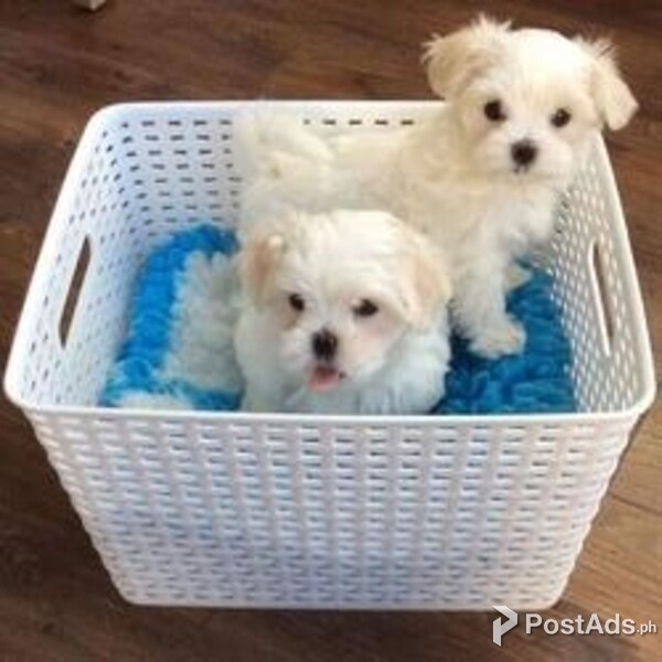  2 little sweet Maltese Puppies 