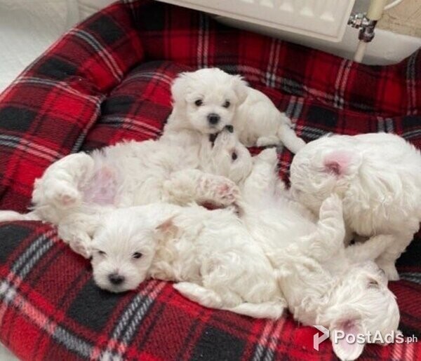Maltese pups Available