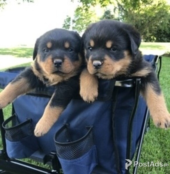 Excellent Beautiful Male And Female Rottweiler Puppies