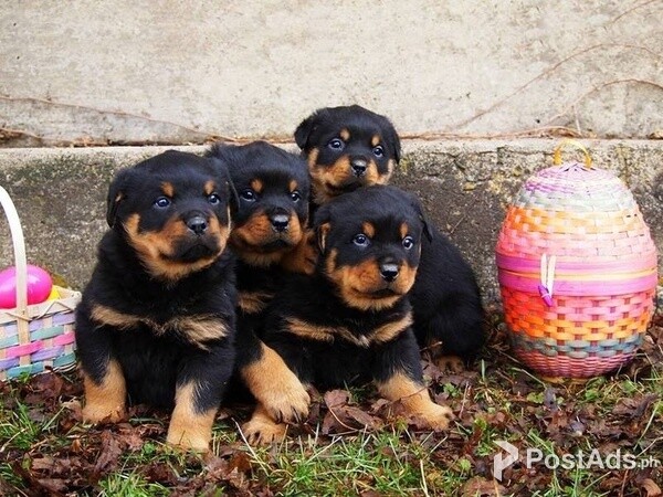 Healthy ROTTWEILER Puppies Ready!!