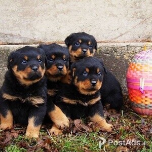 Healthy ROTTWEILER Puppies Ready!! | PostAds PH
