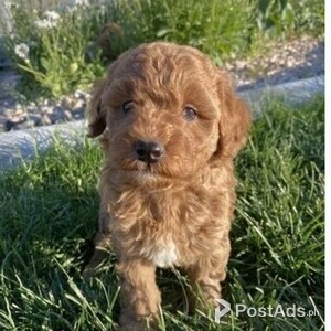 Absolutely GORGEOUS Cavapoo puppies available | PostAds PH