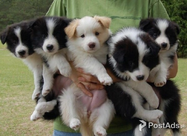 Border Collie Puppies available now
