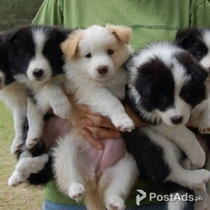Border Collie Puppies available now | PostAds PH