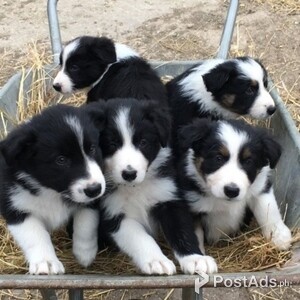 Border Collie Puppies Available for sale | PostAds PH