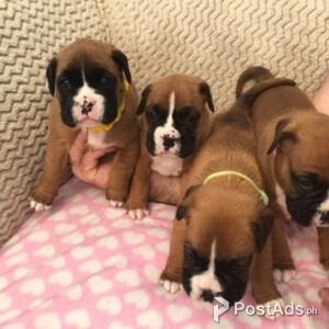 Sweet Boxer Pups Ready Now | PostAds PH