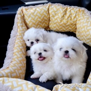 Cute Bichon Frise Puppies Available | PostAds PH
