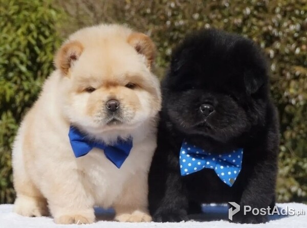 Cream and white Chow chow puppies available  