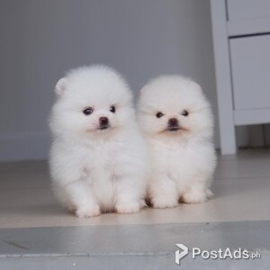 Cute Pomeranian Puppies | PostAds PH