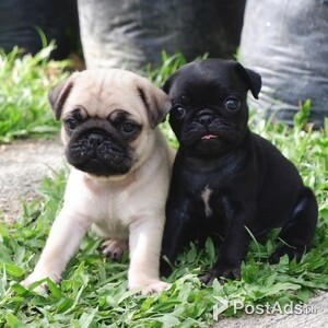 Healthy Puglets Available | PostAds PH