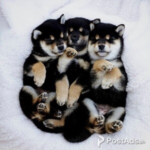 Cute Japanese Shiba Inu puppies | PostAds PH