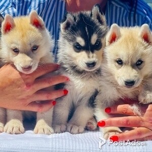 Cute Husky Pups | PostAds PH