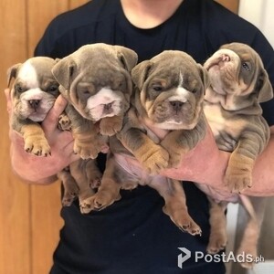English Bulldog Puppies Available for rehoming | PostAds PH