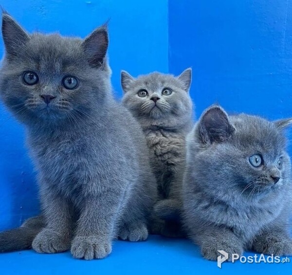 British short Hair Kittens Available for rehomin