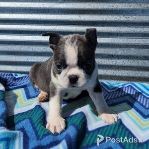 Boston Terrier | PostAds PH